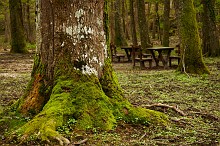 Grande spirito del Bosco